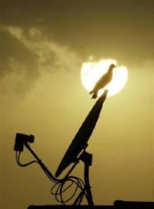 bird on dish antenna