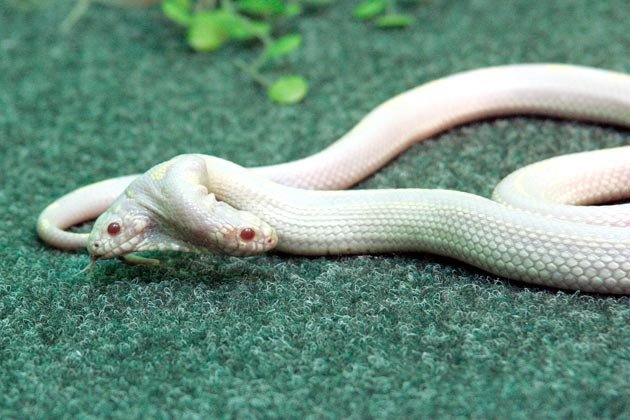 July 8, 2011 pic displays a two-head Albino California Kingsnake at 'Skazka' Zoo in the Crimean city of Yalta.  AFP PHOTO- HO - SKAZKA ZOO