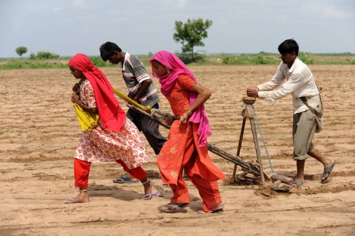 అహ్మదాబాద్ కు 70 కి.మీ దూరంలోని కేలా గ్రామంలోని దృశ్యం ఇది. అర లక్షకి పైగా పలుకుతున్న ఎద్దులను కొనలేక ఆడపడచులకు కాడినిచ్చి పత్తి విత్తనాలు నాటుతున్నారు. (ఫొటో: ఎ.ఎఫ్.పి, జులై 2010)