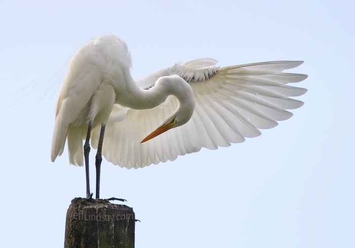 వీరుడా, అందుకో వందనం!