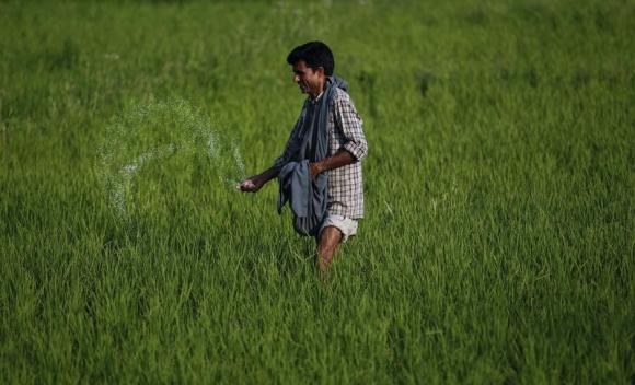 A Kashmiri farmer spreads fertiliser on a rice field on the outskirts of Srinagar June 22, 2011. REUTERS/Fayaz Kabli/Files