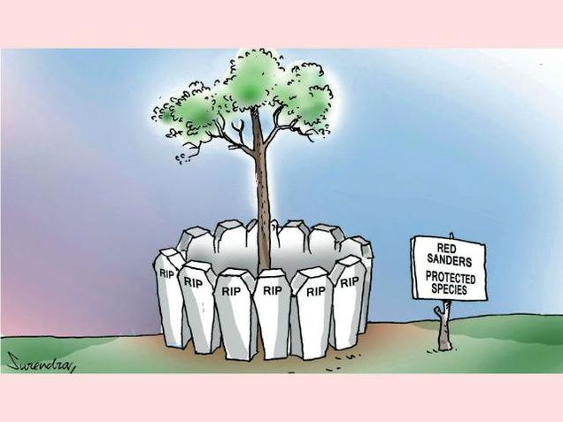 RIP red sander woodcutters