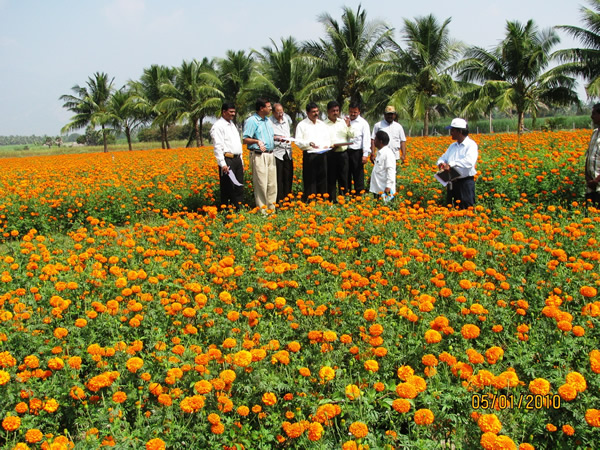 Horticulture in India